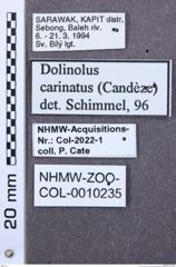 Etiketten zu Hemicleus cardiophoroides (NHMW-ZOO-COL-0010235)